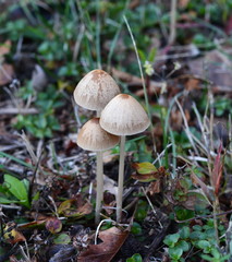 Parasola conopilus or conical brittlestem next to the path near the house. Mushrooms after the rain.
