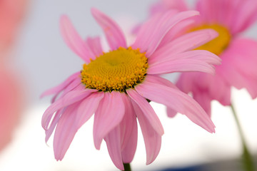 Pink daisy