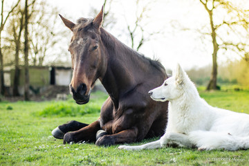 Friendship between a horse and a dog