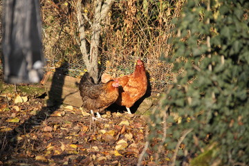 Poules pondeuses