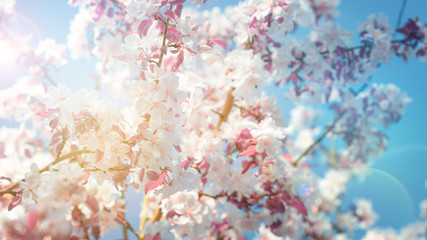 Beautiful spring  flower blossom with sun bokeh, template for banner with space for text