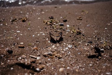 the sea threw shells ashore