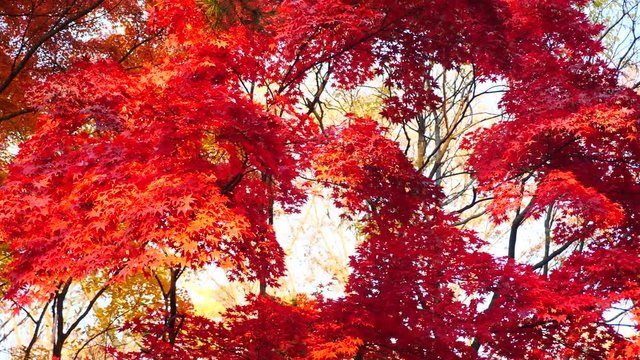 colorful maple leaves in south korea 
asian country seasonal maple during Autumn