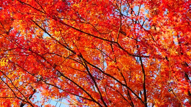 colorful maple leaves in south korea 
asian country seasonal maple during Autumn