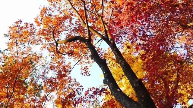 colorful maple leaves in south korea 
asian country seasonal maple during Autumn