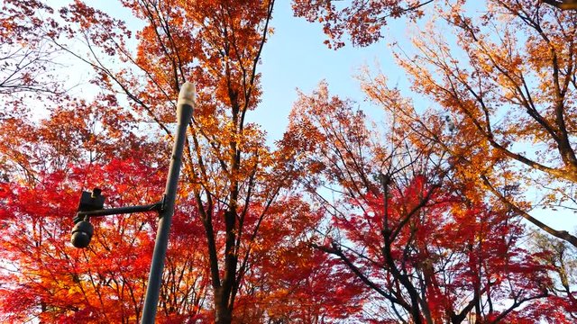 colorful maple leaves in south korea 
asian country seasonal maple during Autumn