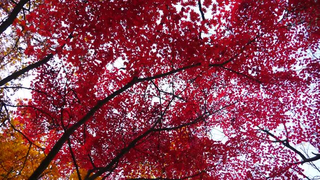 colorful maple leaves in south korea 
asian country seasonal maple during Autumn