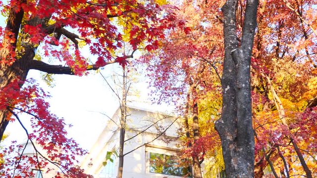 colorful maple leaves in south korea 
asian country seasonal maple during Autumn