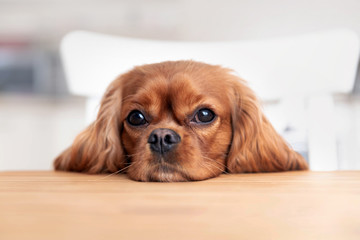 Dog behind the kitchen table