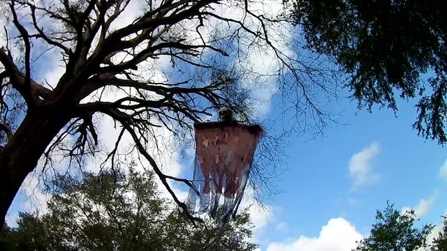 Halloween decoration hangs from tree, flying skull creature swings from tree branches, close up.