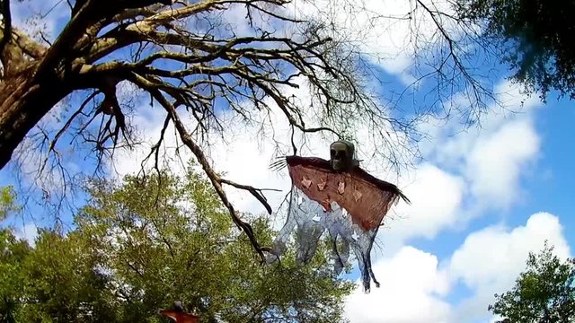 Halloween decoration hangs from tree, flying skull creature swings from tree branches, still shot, close up.