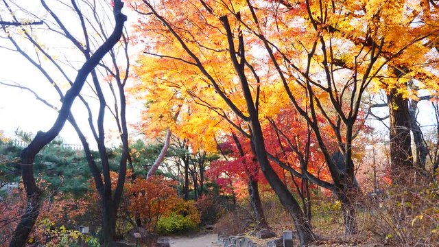 colorful maple leaves in south korea 
asian country seasonal maple during Autumn