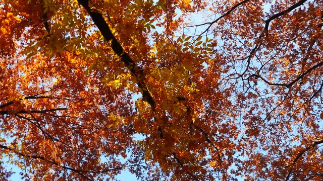 colorful maple leaves in south korea 
asian country seasonal maple during Autumn