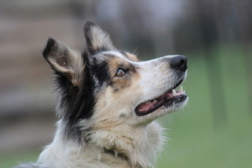 portrait of a dog border collie