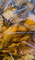 Full frame abstract background of autumn leaves under ice