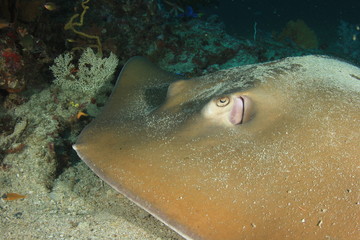 Jenkin's Ray or Stingray 