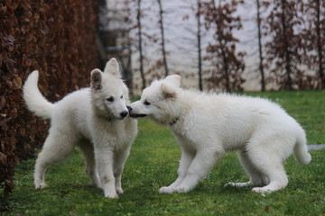 Obraz premium puppies white swiss shepherd