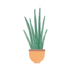 Sansevieria cylindrica houseplant flat vector illustration. Potted cylindrical snake plant isolated on white background. African succulent, stylish domestic decorative greenery, indoor flower.
