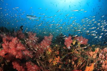 Naklejka na ściany i meble Underwater coral reef 