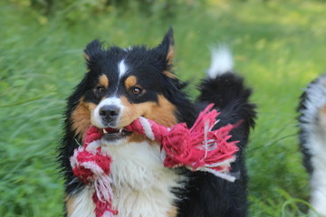 portrait of a dog australian shepherd
