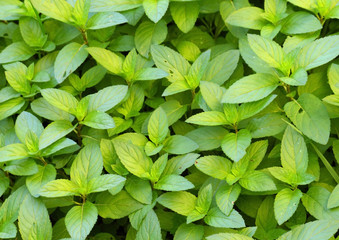 Naklejka na ściany i meble Hybrid mint, Peppermint (Mentha x piperita) aka M balsamea Willd plant