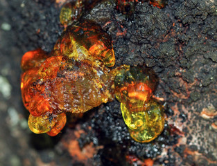 Red yellow resin coming out of a rugged tree trunk