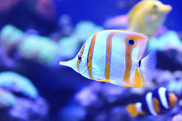 Beautiful copper banded butterfly fish in clear aquarium water