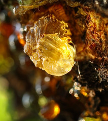 Lights yellow amber resin drop on fruit tree in the orchard