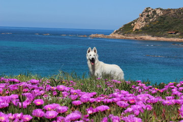 white swiss shepherd on the pink flower
