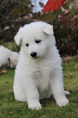 Puppy white swiss shepherd