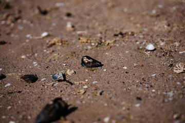  the sea threw shells ashore