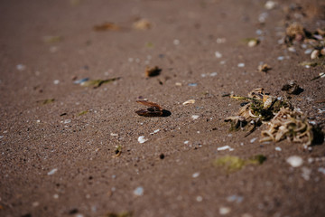  the sea threw shells ashore