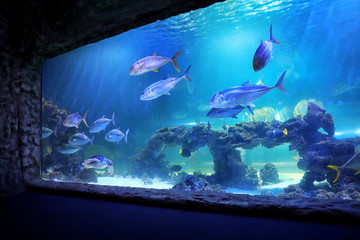 Fototapeta premium Different fishes swimming in large aquarium with clear water