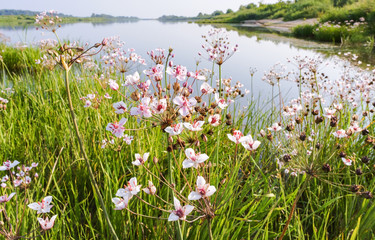 Pink flower on the pond. Susak umbrella Butomus umbellatus.