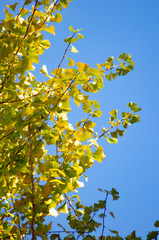 銀杏と青空