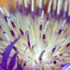 fleur pistil mauve