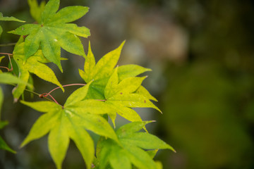 緑色のもみじ