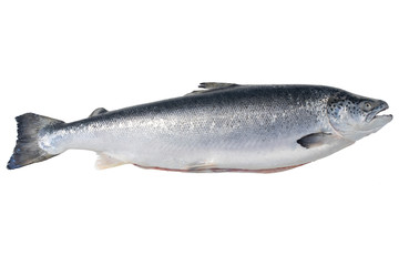 fresh salmon fish isolated on white background