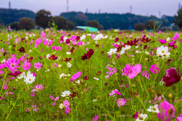 cosmos flower in the garden