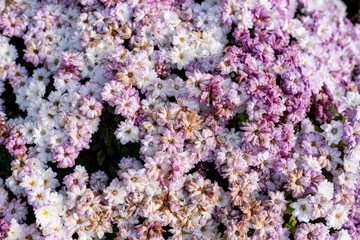 Chrysanthemum flowers starting to dry