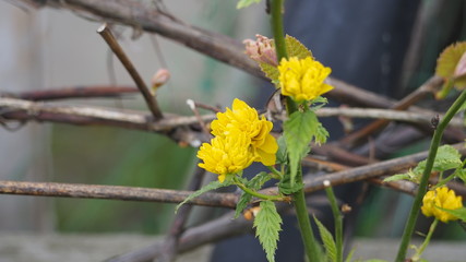 yellow flowers in garden