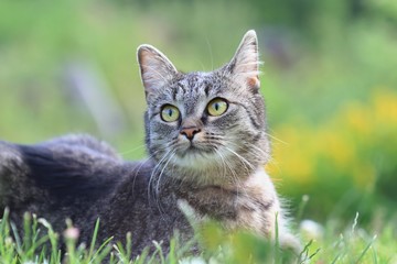 Naklejka na ściany i meble beautiful tabby cat sitting in the blooming meadow. Felis silvestris catus