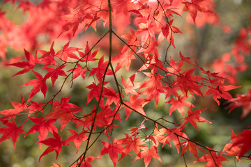 もみじ　背景素材