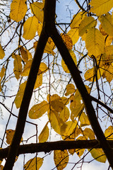 Looking up at autumn leaves through tree branches