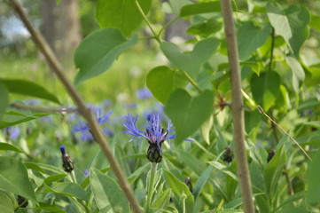 Peeping a beautiful blue flower from behind a lilac bush. A flower on a beautiful green meadow.