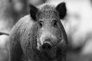 Sanglier ( Laie ) de face 