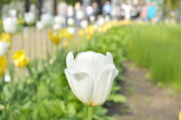Beautiful white tulip on a background of yellow tulips.