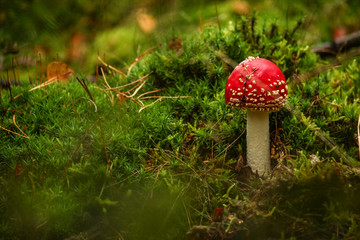 Small Fly Amanita mushroom (Amanita muscaria) mushroom surrounding by moss. Start of the fall season. Veluwe National Park, The Netherlands.