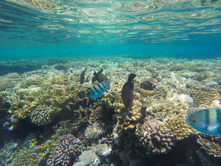 Coral reef snorkeling in Egypt