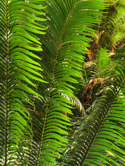 closeup of green palm leaves